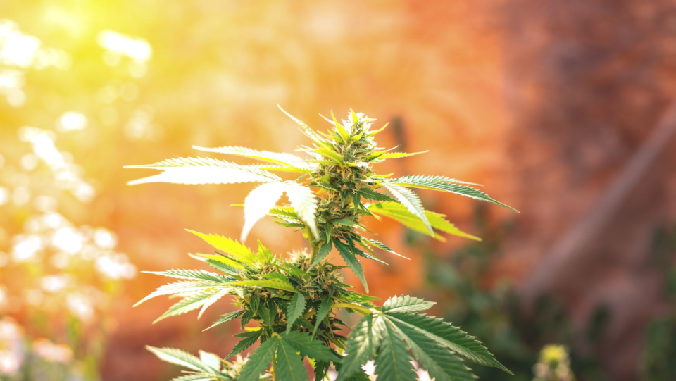 The Benefits of Sun-Grown Cannabis