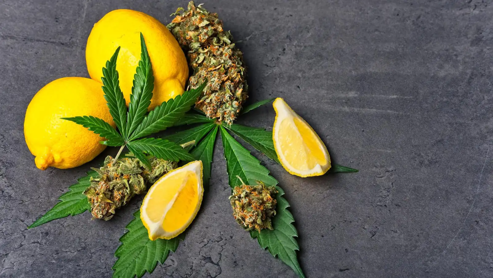 Limonene: The Zesty Terpene That Brightens Your High