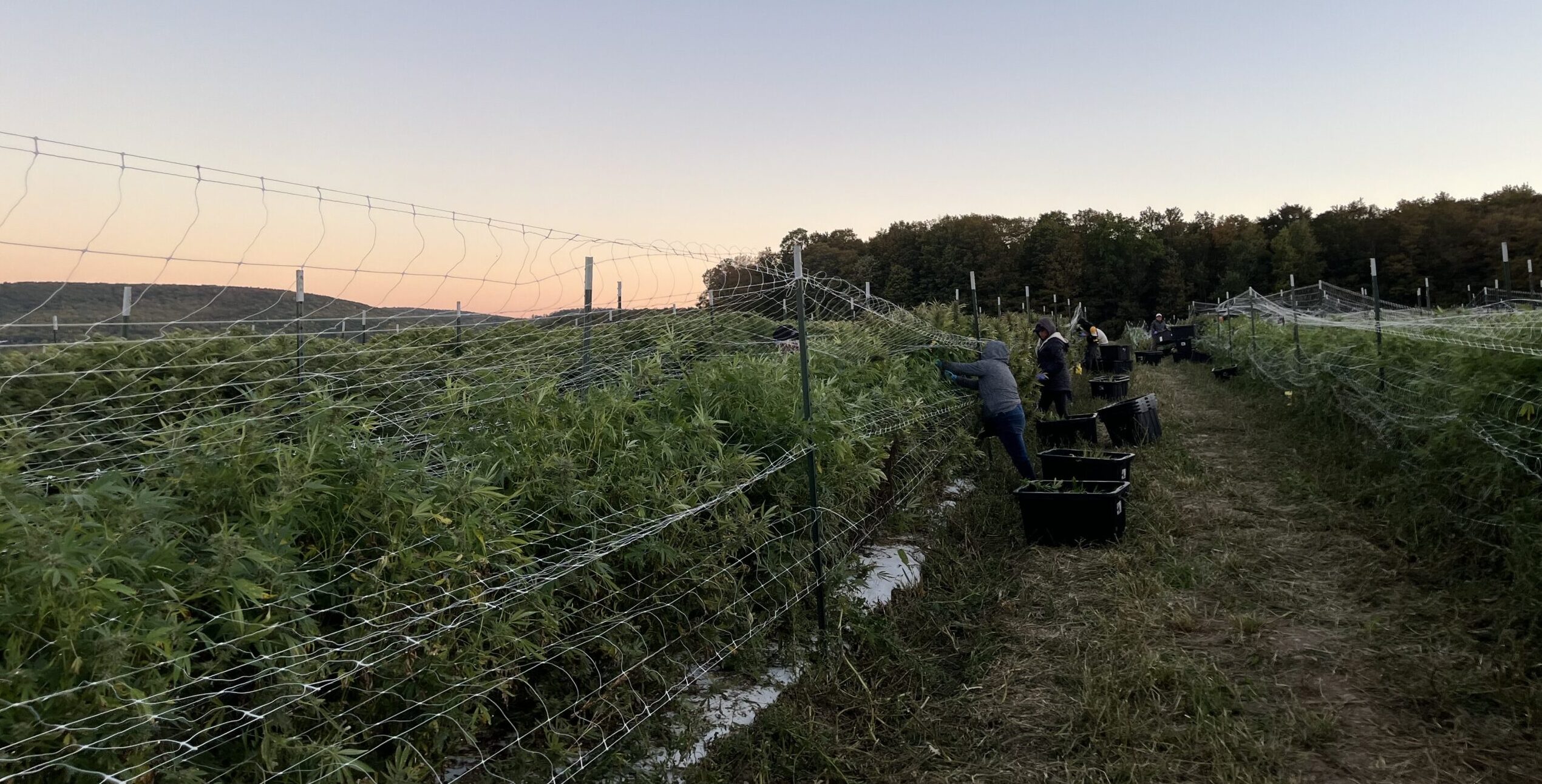 Cannabis Harvesting