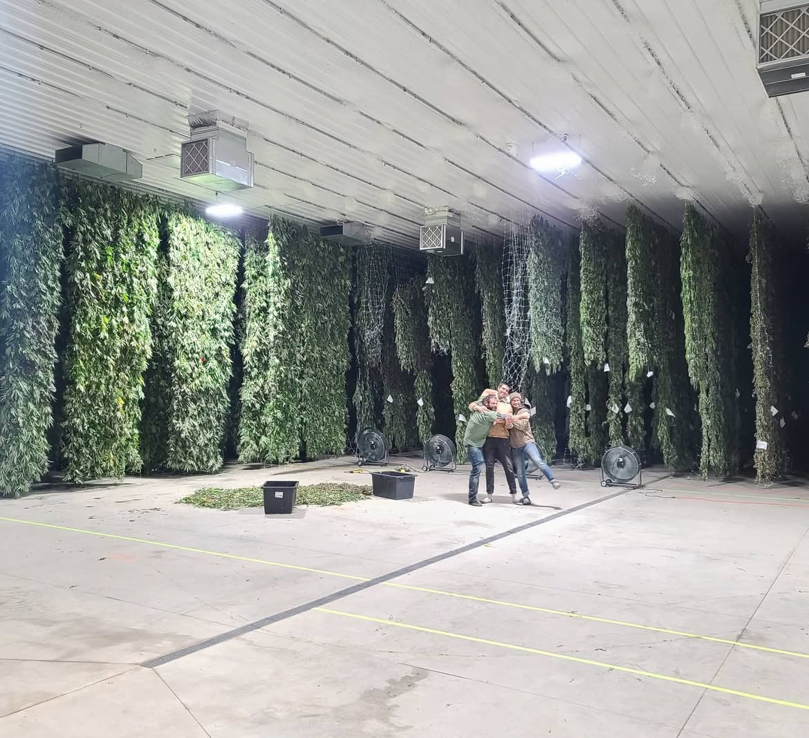 Drying out Cannabis with Trellises