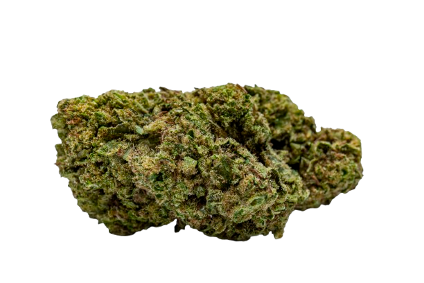 Gelato 41