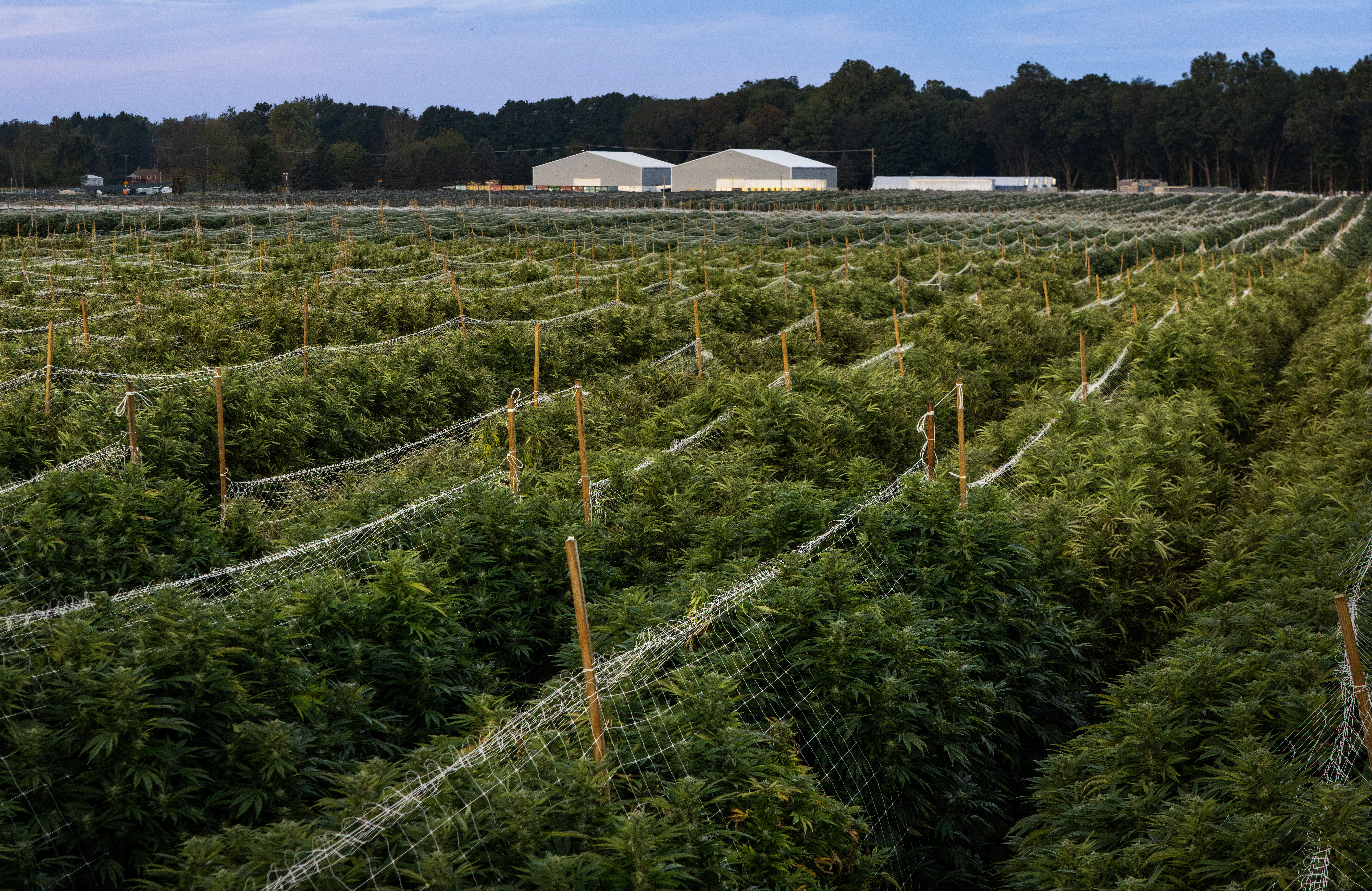 Goodlyfe Farms Rows of Cannabis Growing