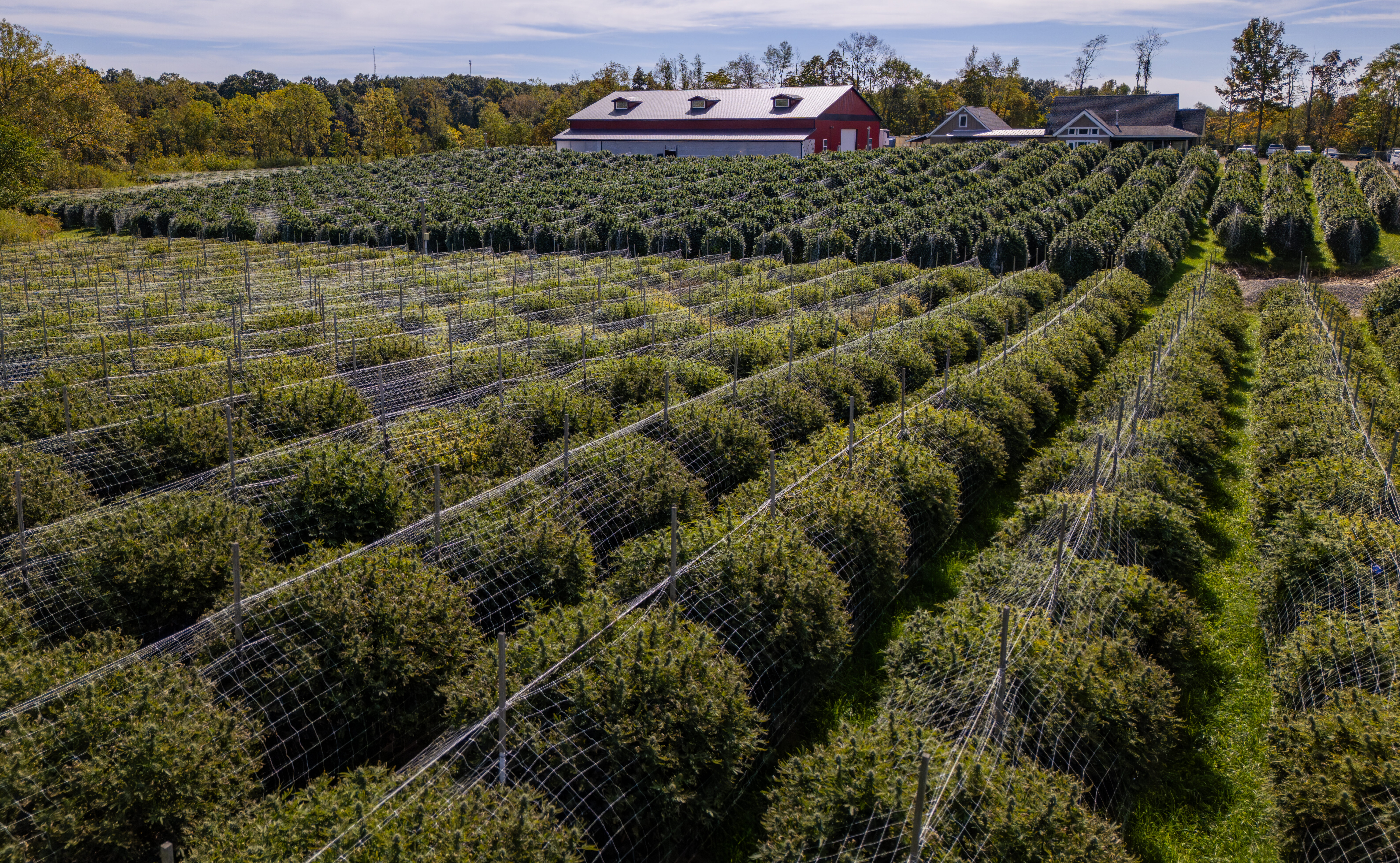 Goodlyfe Cannabis Farms