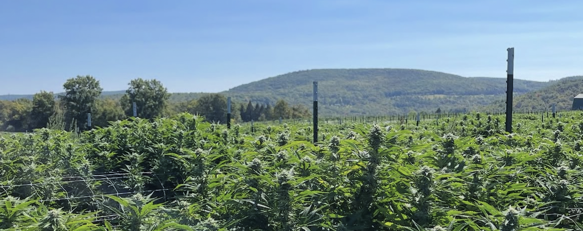 Leal Cannabis Fields
