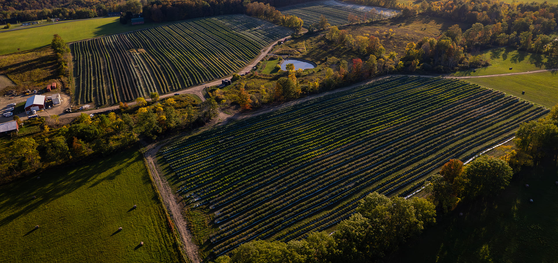 Drone shot over Sapphire Farms Cannabis Fields