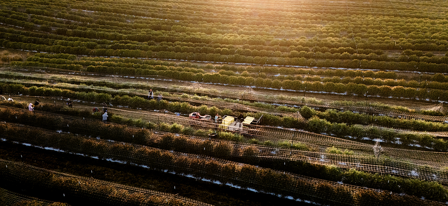 Cannabis Being Picked on Sapphire Farms