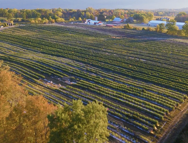 Sapphire Farms Cannabis Drone Picture