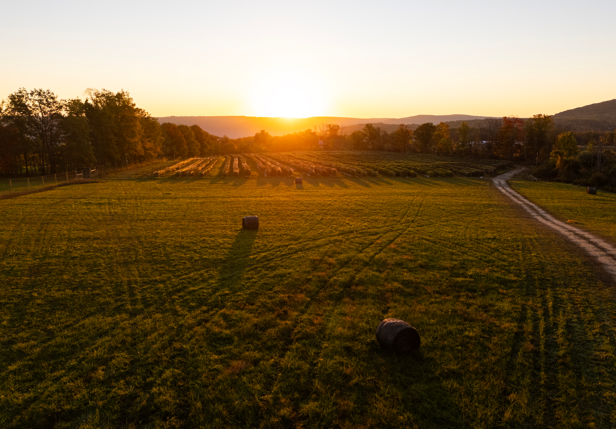 Sunset over field B at Sapphire Cannabis Farms