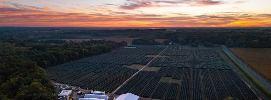 Michigan Cannabis Farm