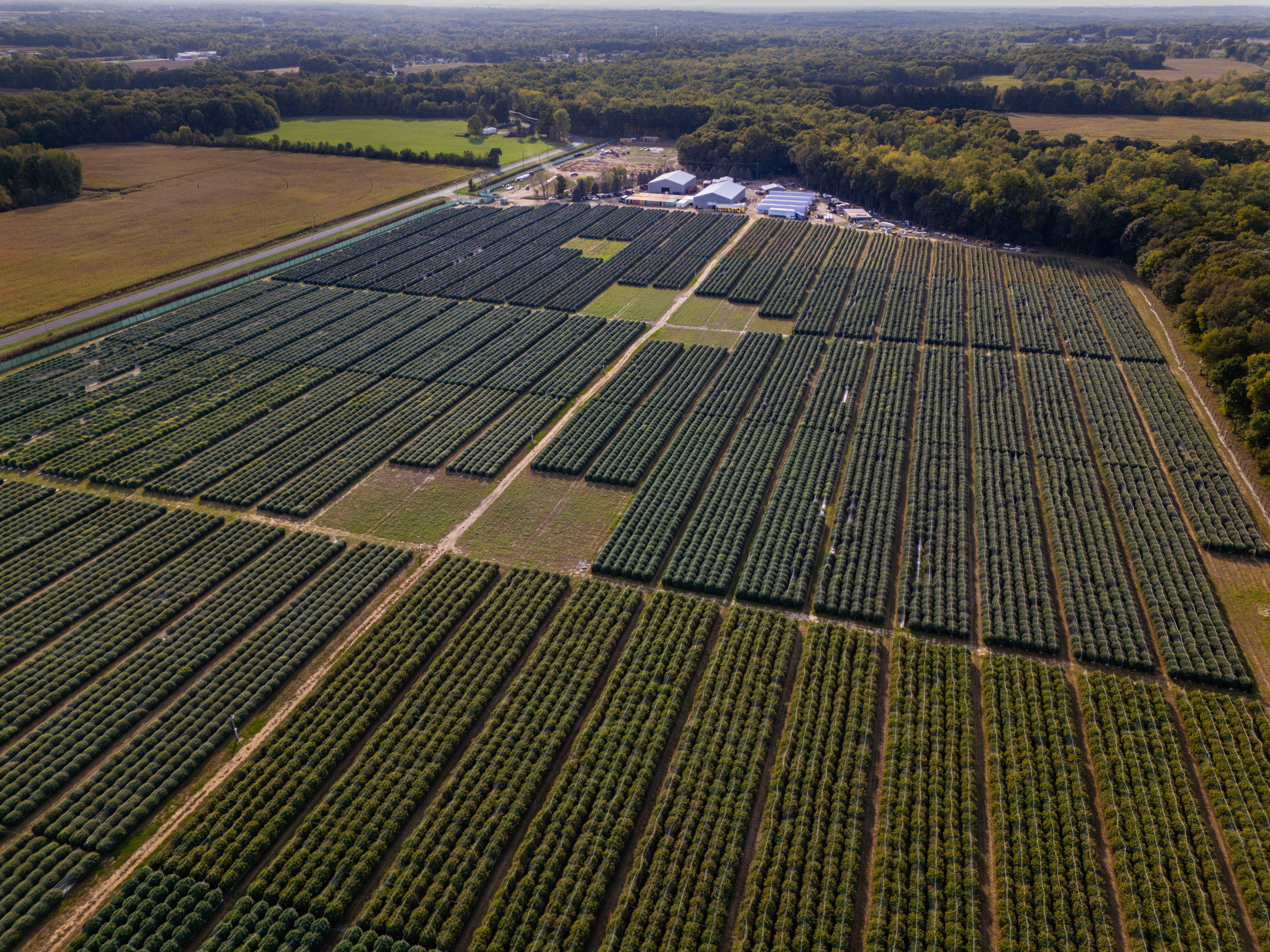 Michigan Cannabis Field